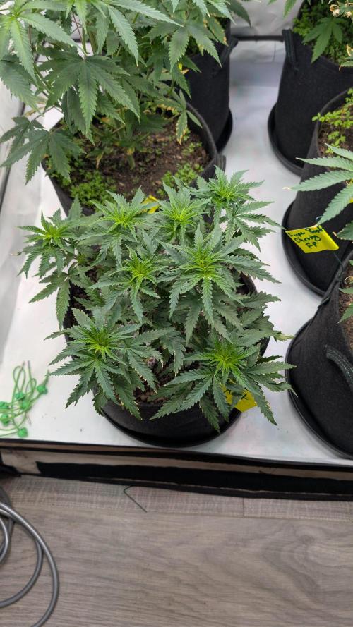 SuperBoofCherry #26 Crosses Good Genetix. Week 4
