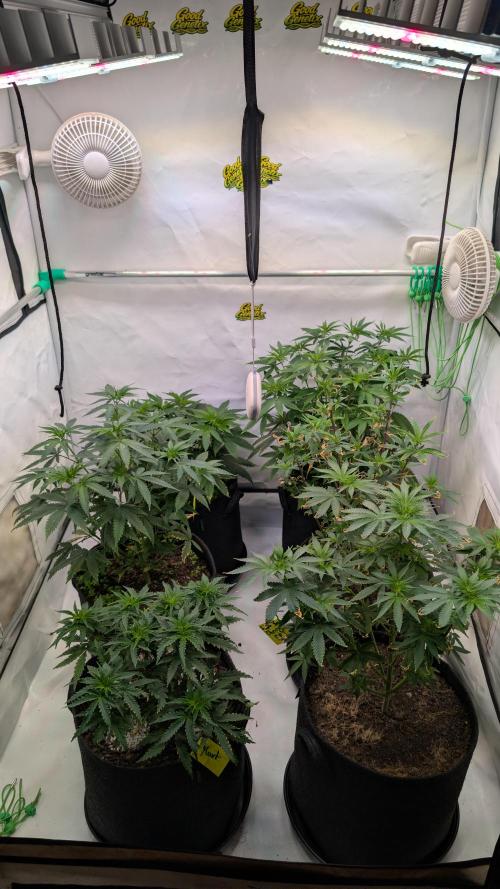 SuperBoofCherry #26 Crosses Good Genetix. Week 5