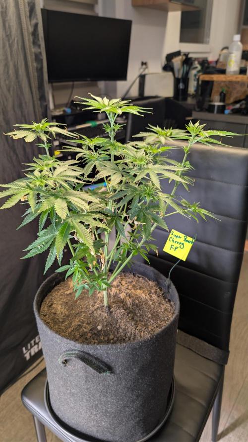 SuperBoofCherry #26 Crosses Good Genetix. Week 5