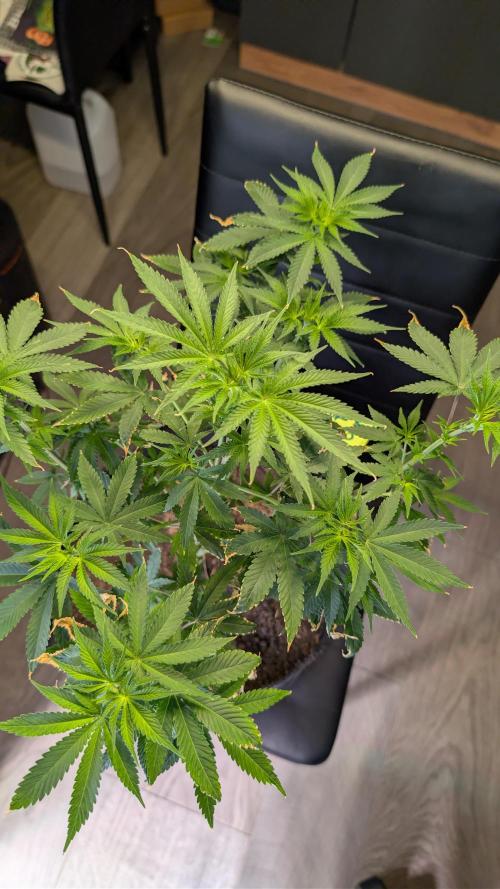 SuperBoofCherry #26 Crosses Good Genetix. Week 5