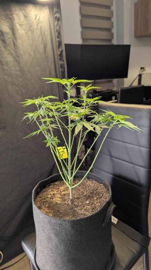SuperBoofCherry #26 Crosses Good Genetix. Week 5