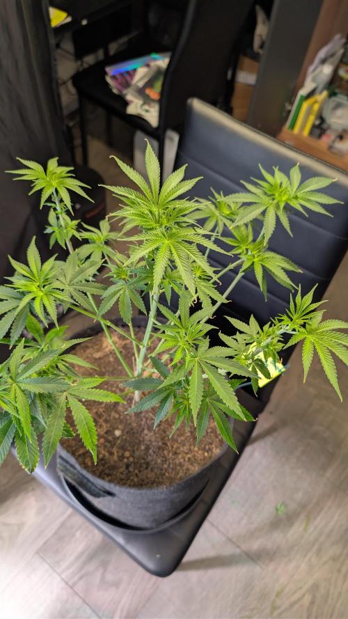 SuperBoofCherry #26 Crosses Good Genetix. Week 5