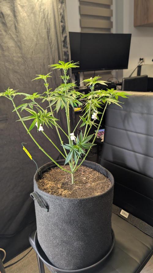 SuperBoofCherry #26 Crosses Good Genetix. Week 5