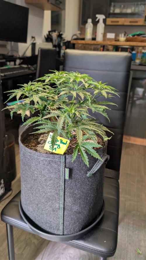 SuperBoofCherry #26 Crosses Good Genetix. Week 5