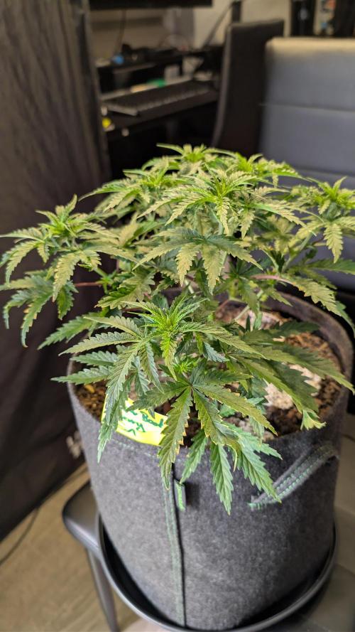 SuperBoofCherry #26 Crosses Good Genetix. Week 5