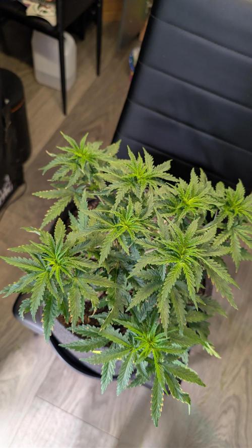 SuperBoofCherry #26 Crosses Good Genetix. Week 5