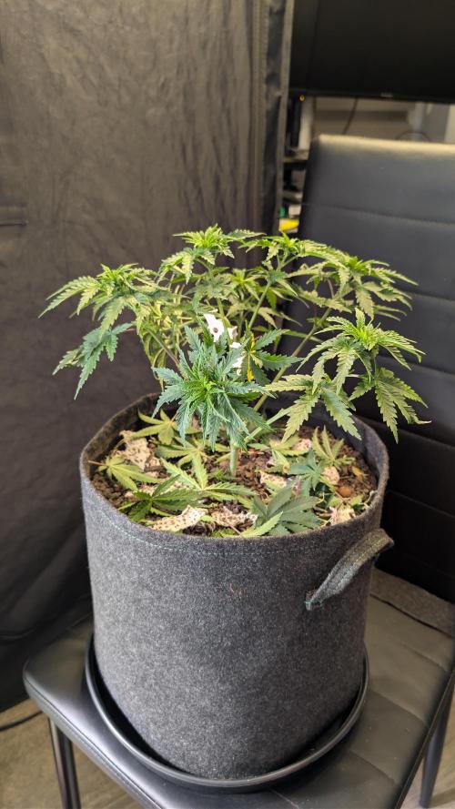 SuperBoofCherry #26 Crosses Good Genetix. Week 5