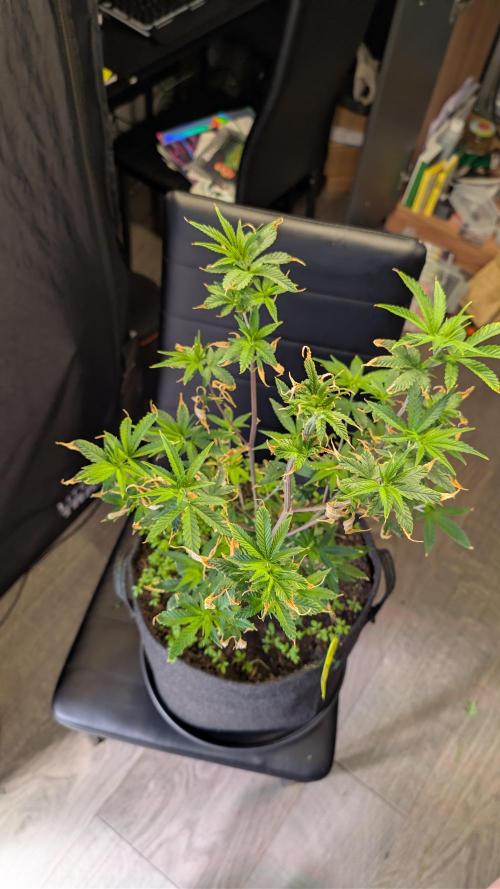 SuperBoofCherry #26 Crosses Good Genetix. Week 5