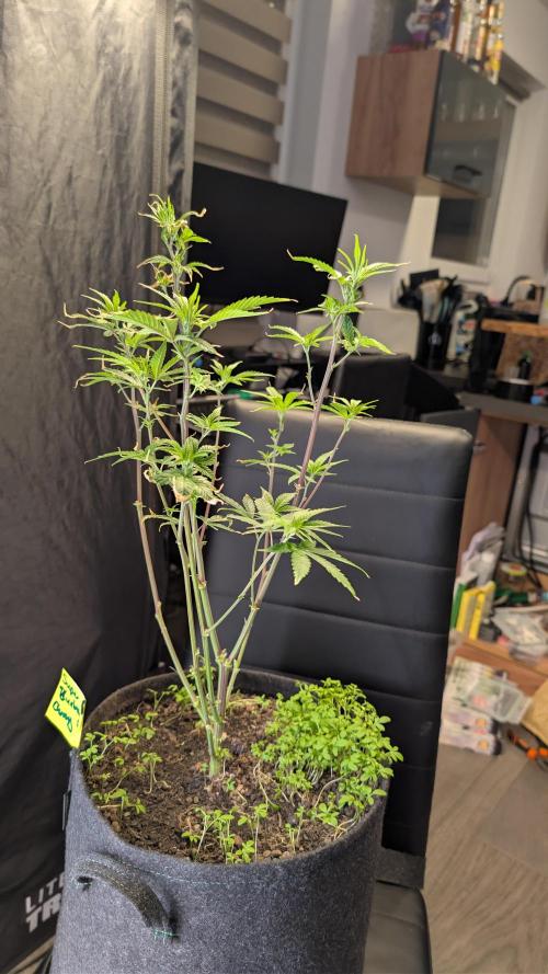 SuperBoofCherry #26 Crosses Good Genetix. Week 5