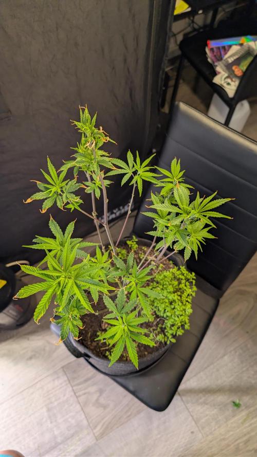 SuperBoofCherry #26 Crosses Good Genetix. Week 5