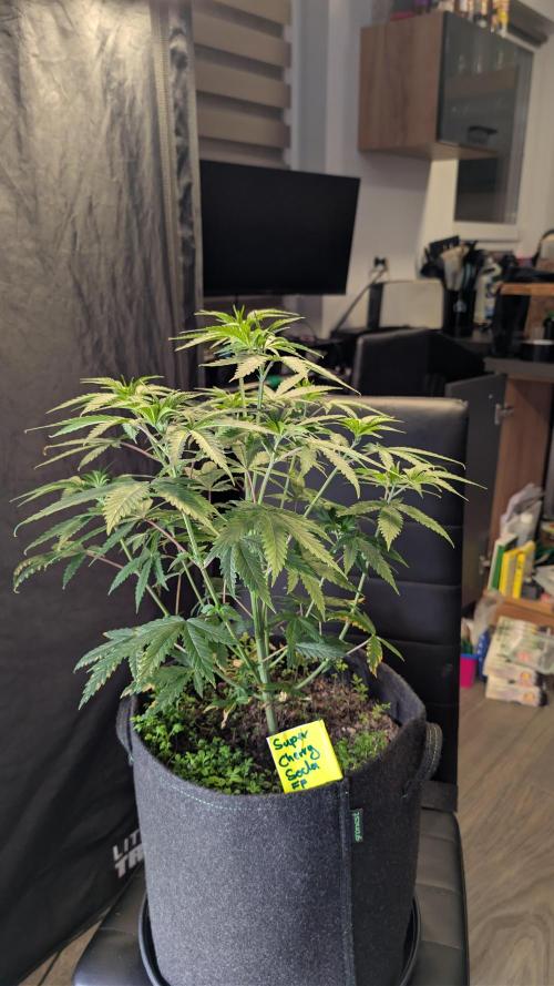 SuperBoofCherry #26 Crosses Good Genetix. Week 5