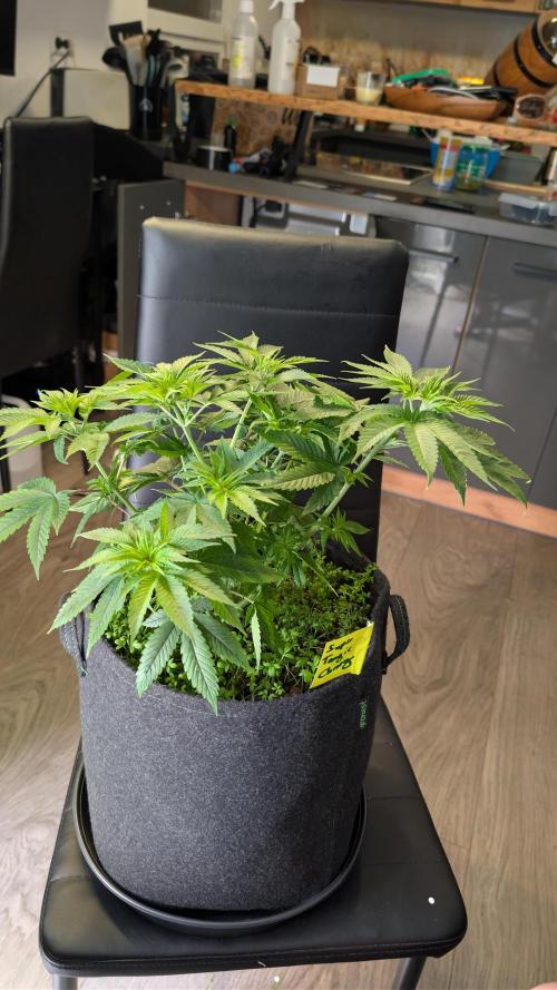 SuperBoofCherry #26 Crosses Good Genetix. Week 5