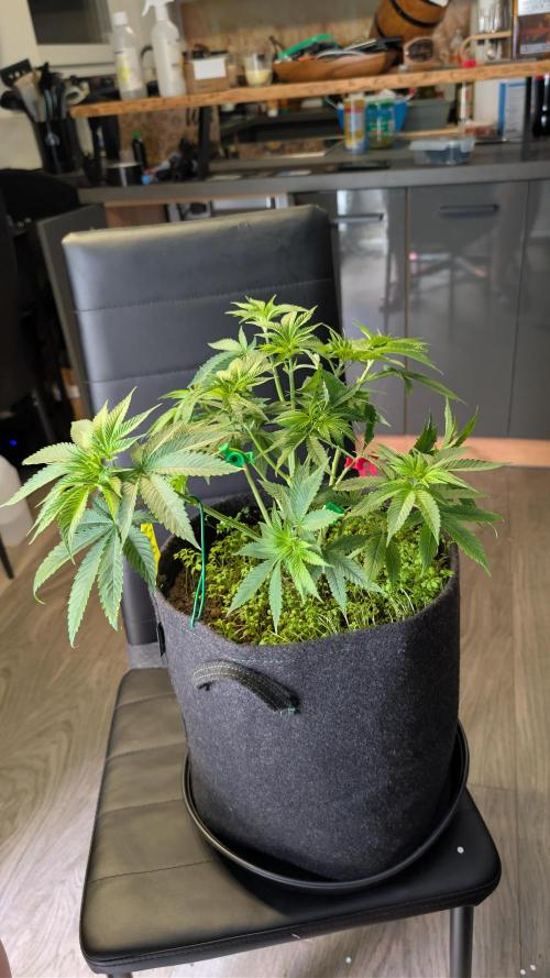 SuperBoofCherry #26 Crosses Good Genetix. Week 5