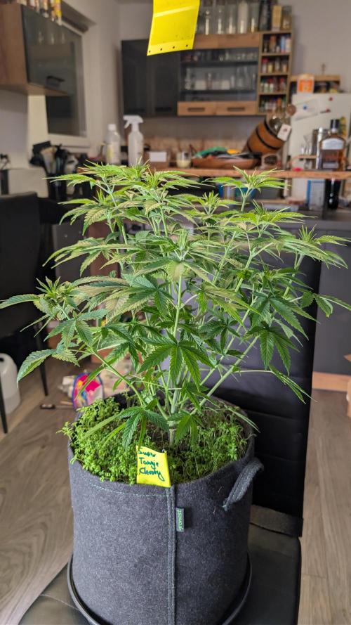 SuperBoofCherry #26 Crosses Good Genetix. Week 5