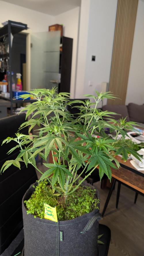 SuperBoofCherry #26 Crosses Good Genetix. Week 5