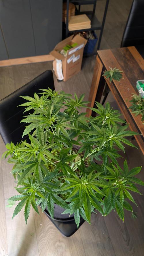 SuperBoofCherry #26 Crosses Good Genetix. Week 5