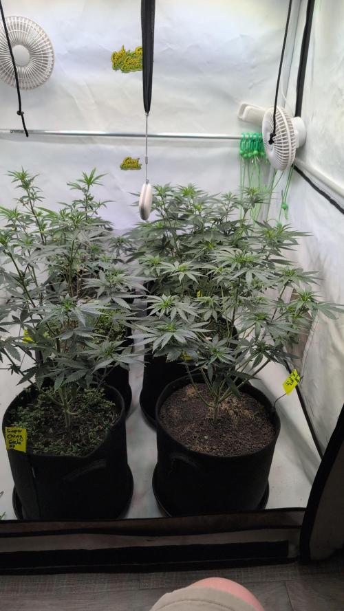 SuperBoofCherry #26 Crosses Good Genetix. Week 6