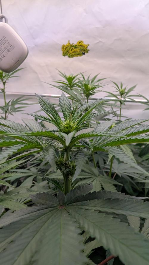 SuperBoofCherry #26 Crosses Good Genetix. Week 6