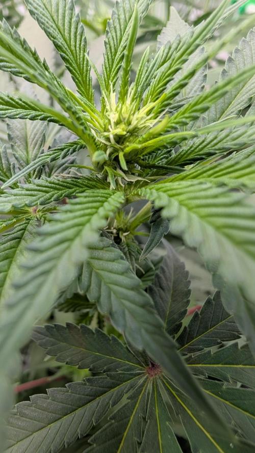 SuperBoofCherry #26 Crosses Good Genetix. Week 6