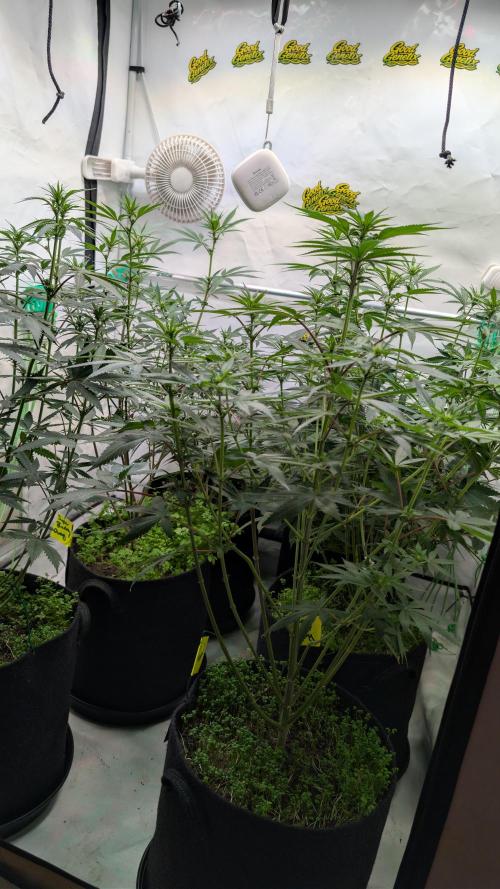 SuperBoofCherry #26 Crosses Good Genetix. Week 6