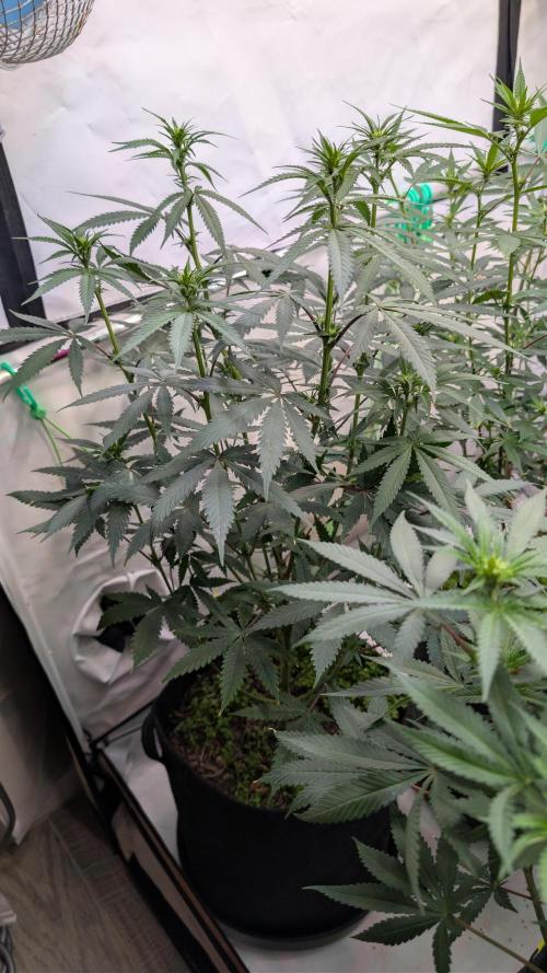 SuperBoofCherry #26 Crosses Good Genetix. Week 6