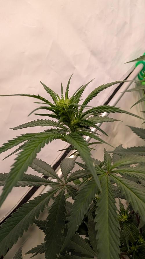 SuperBoofCherry #26 Crosses Good Genetix. Week 6