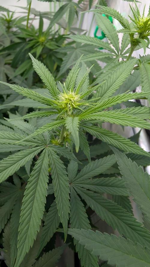 SuperBoofCherry #26 Crosses Good Genetix. Week 6