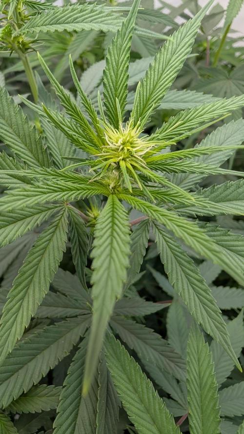 SuperBoofCherry #26 Crosses Good Genetix. Week 6