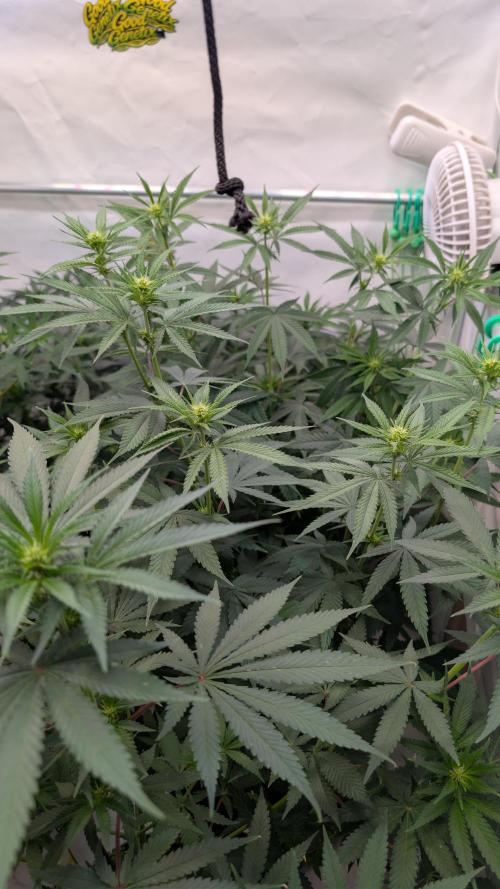 SuperBoofCherry #26 Crosses Good Genetix. Week 6