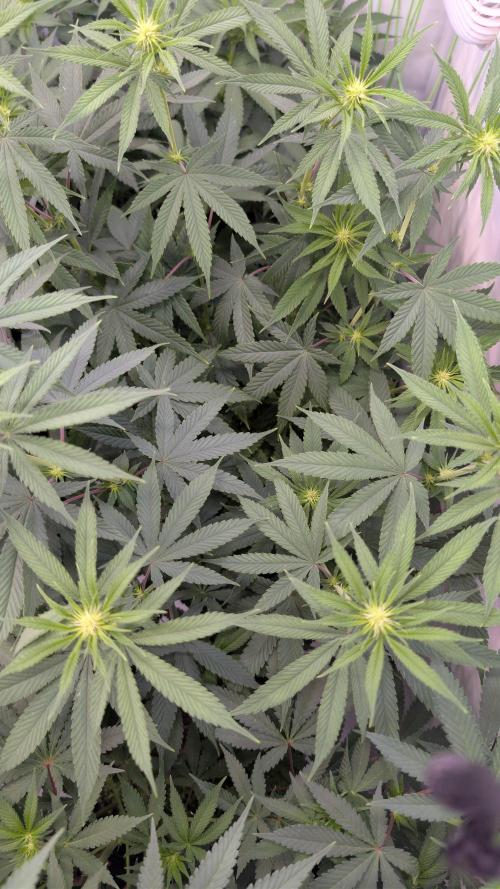 SuperBoofCherry #26 Crosses Good Genetix. Week 6