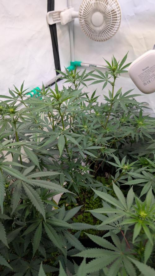 SuperBoofCherry #26 Crosses Good Genetix. Week 6