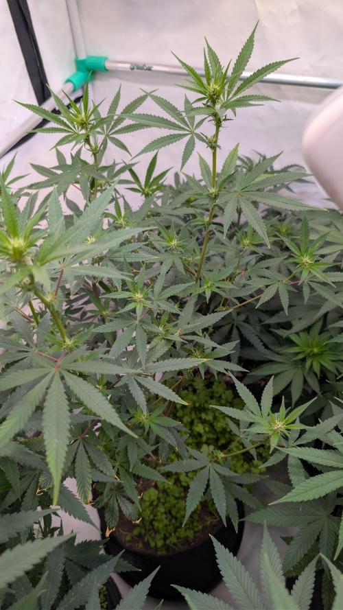 SuperBoofCherry #26 Crosses Good Genetix. Week 6