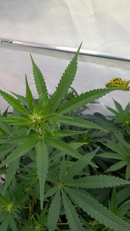 SuperBoofCherry #26 Crosses Good Genetix. Week 6