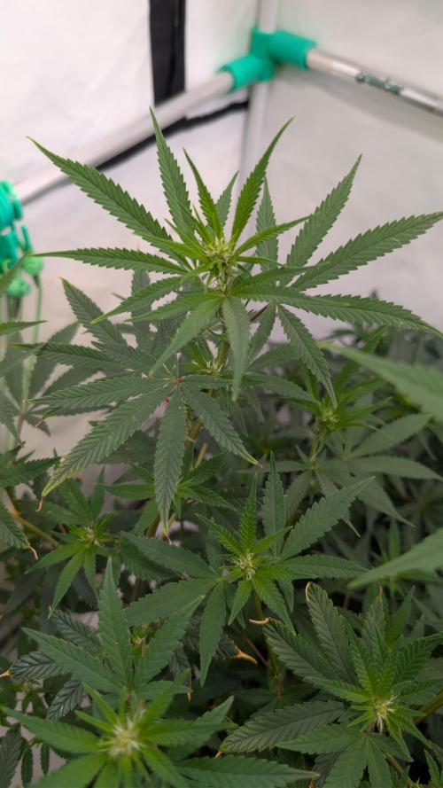 SuperBoofCherry #26 Crosses Good Genetix. Week 6