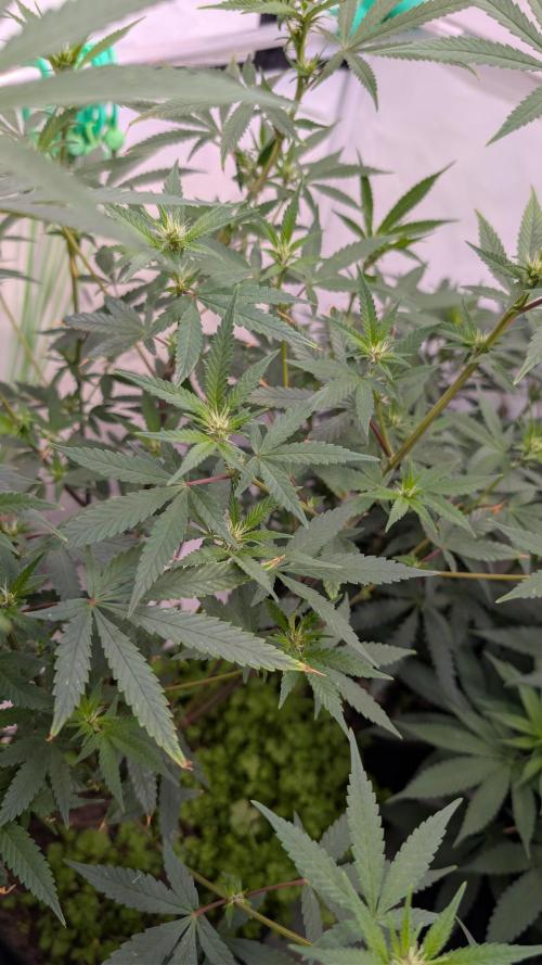 SuperBoofCherry #26 Crosses Good Genetix. Week 6