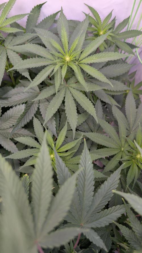 SuperBoofCherry #26 Crosses Good Genetix. Week 6