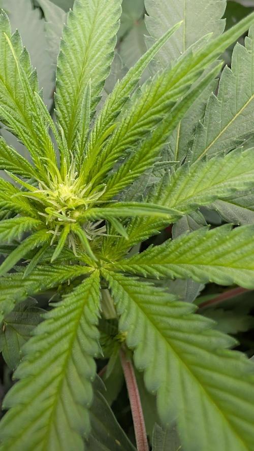 SuperBoofCherry #26 Crosses Good Genetix. Week 6