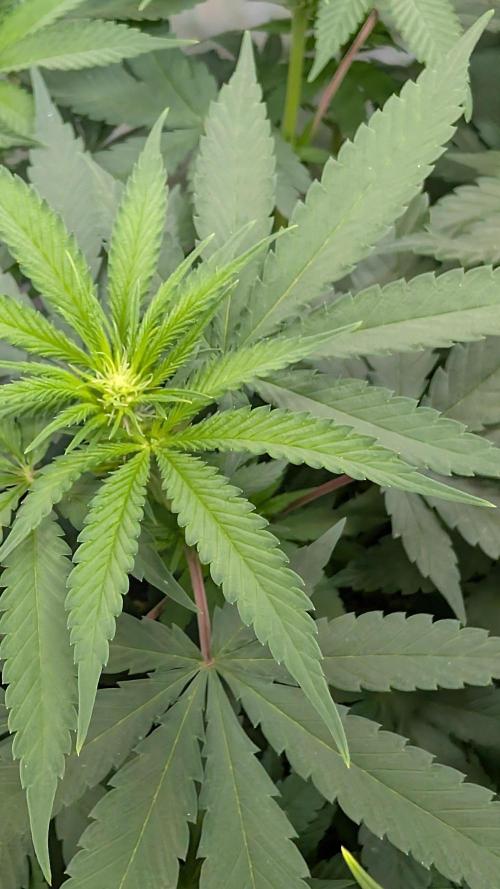 SuperBoofCherry #26 Crosses Good Genetix. Week 6