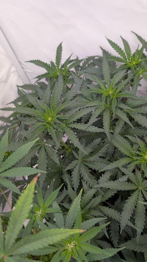 SuperBoofCherry #26 Crosses Good Genetix. Week 6