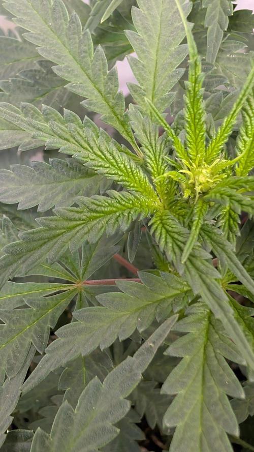 SuperBoofCherry #26 Crosses Good Genetix. Week 6