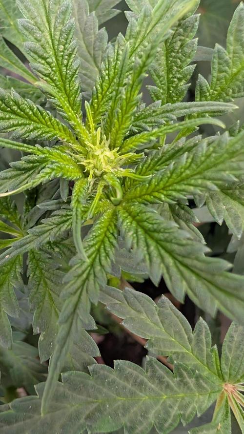 SuperBoofCherry #26 Crosses Good Genetix. Week 6