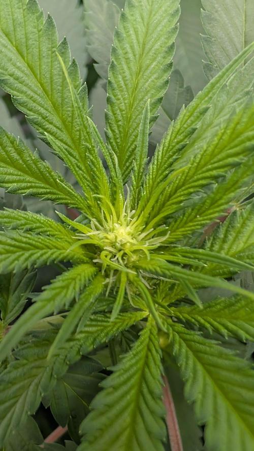 SuperBoofCherry #26 Crosses Good Genetix. Week 6