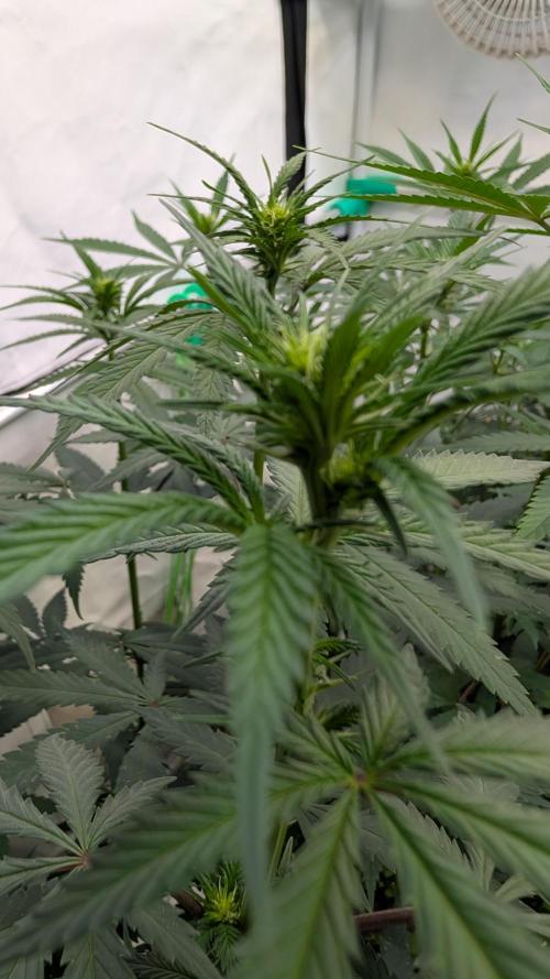 SuperBoofCherry #26 Crosses Good Genetix. Week 6