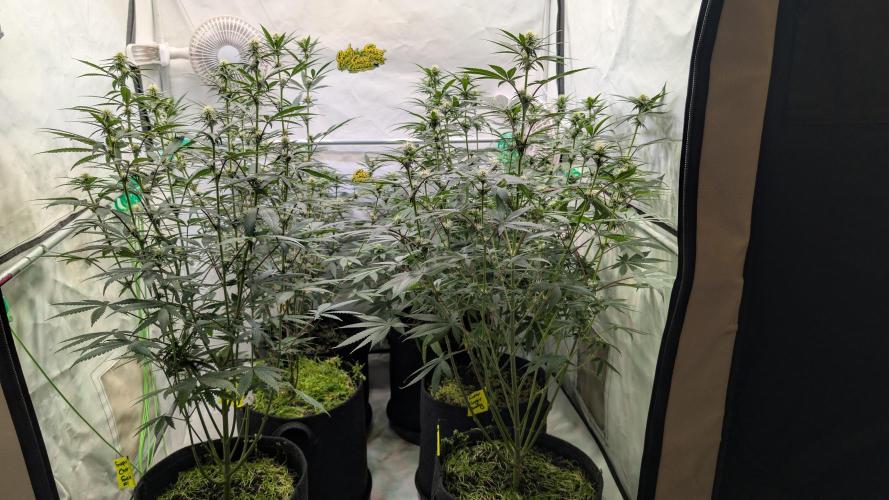 SuperBoofCherry #26 Crosses Good Genetix. Week 7