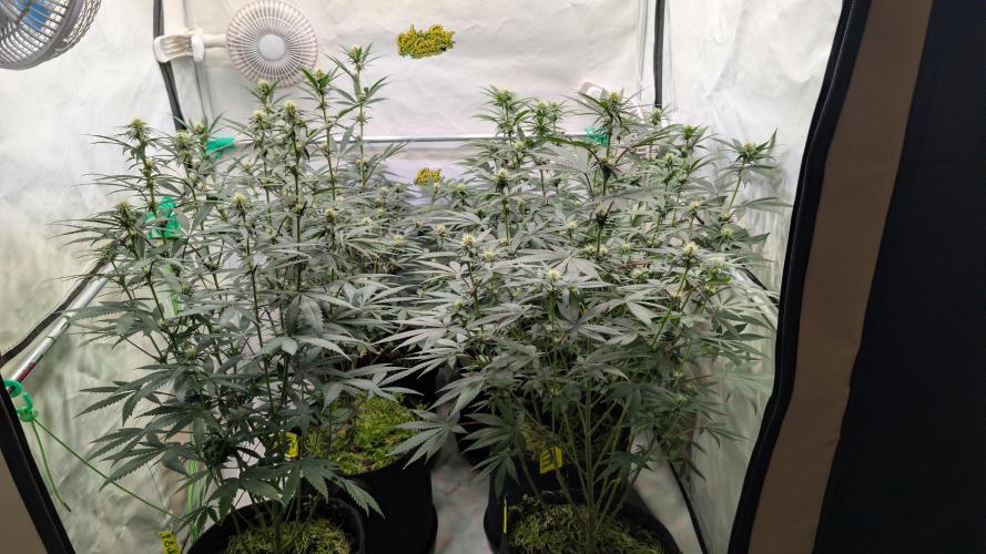 SuperBoofCherry #26 Crosses Good Genetix. Week 7