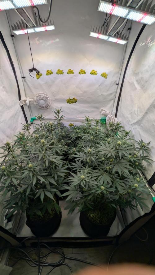 SuperBoofCherry #26 Crosses Good Genetix. Week 7