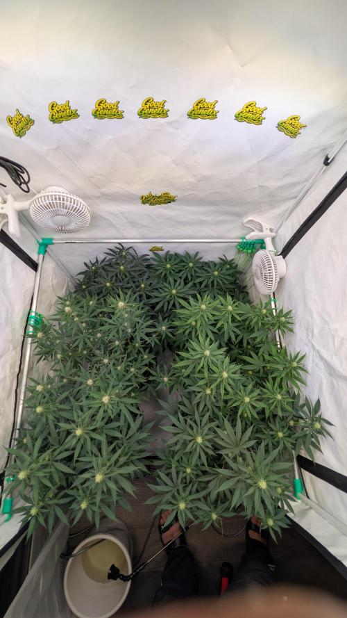 SuperBoofCherry #26 Crosses Good Genetix. Week 7