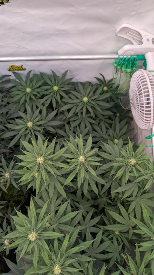 SuperBoofCherry #26 Crosses Good Genetix. Week 7