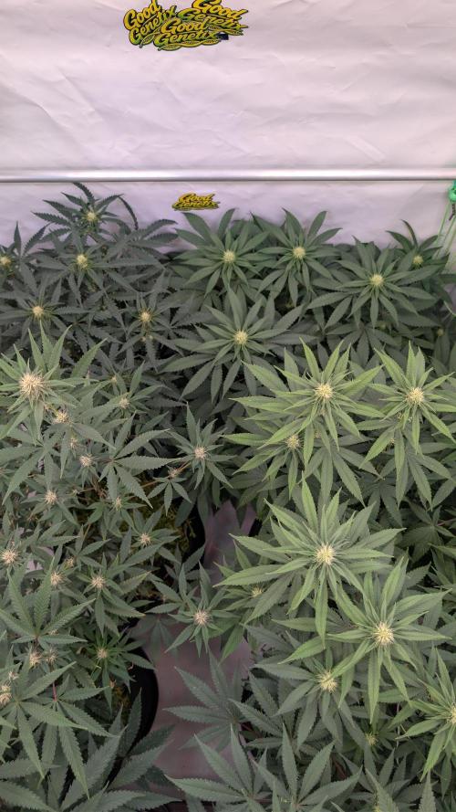 SuperBoofCherry #26 Crosses Good Genetix. Week 7