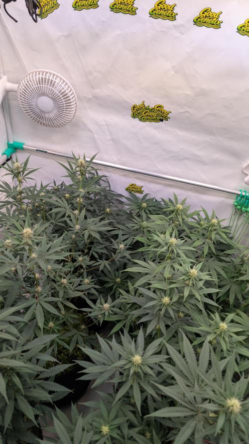 SuperBoofCherry #26 Crosses Good Genetix. Week 7